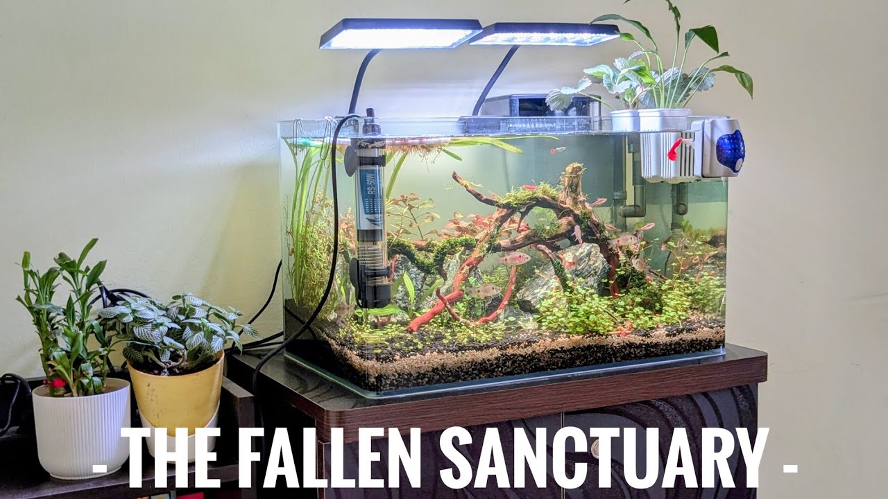 THE FALLEN SANCTUARY - A PLANTED AQUASCAPE. My return to the hobby. #aquascaping #plantedtank 