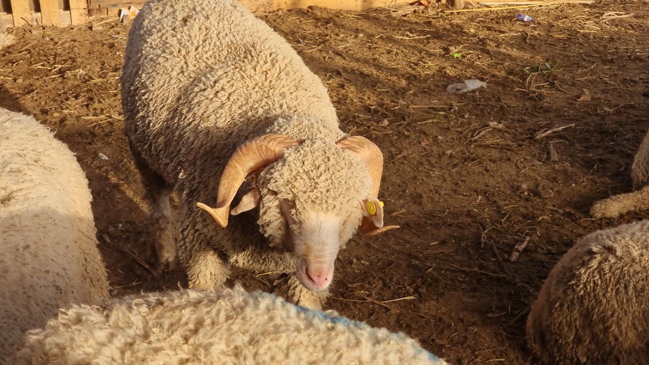 جديد اتمنة حولي في مدينة وجدة خروف اسبانيا