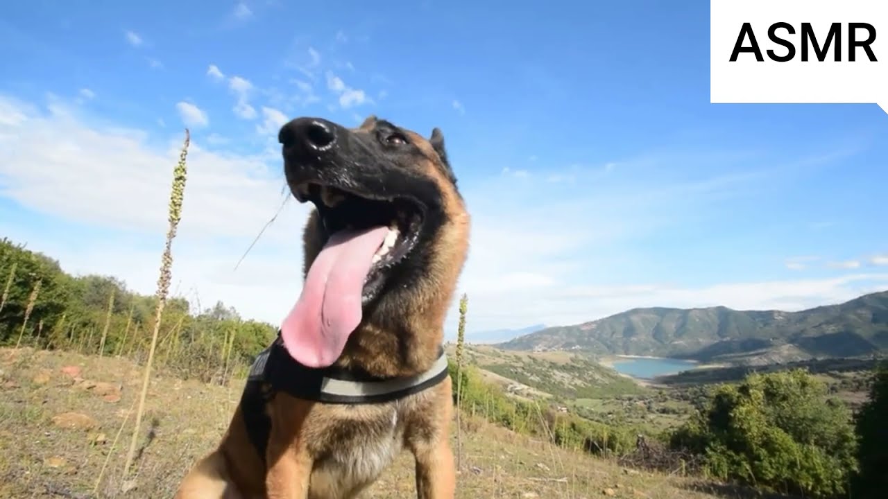 malinois dog The sound of the dog when he is tired ASMR
