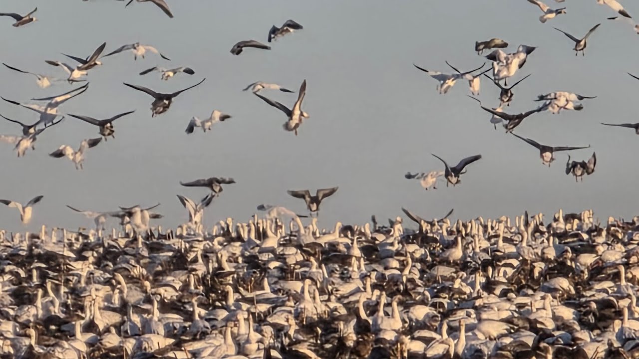 2026 Snow Geese Invasion 