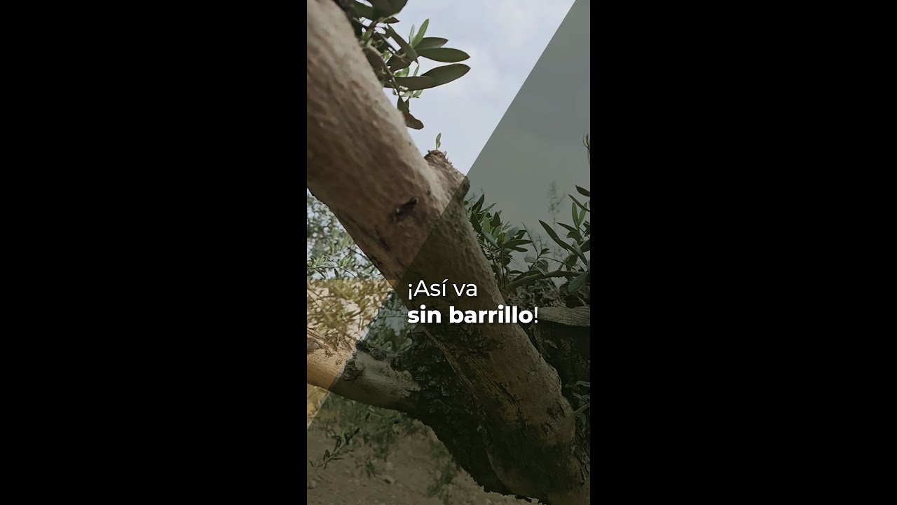 &iexcl;&iexcl;AS&Iacute; VA SIN BARRILLO!! - Finca tratada con GM JAB&Oacute;N POT&Aacute;SICO