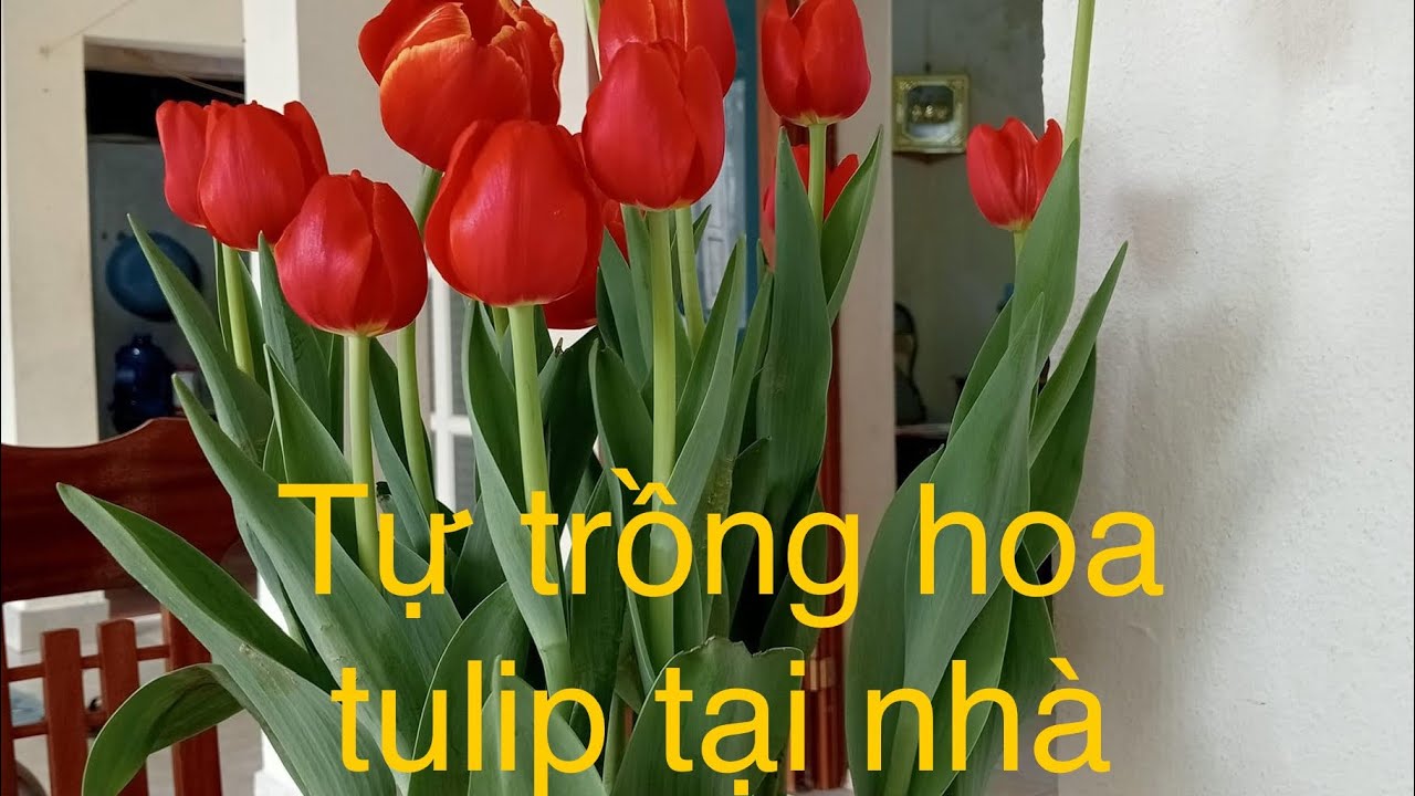C&aacute;ch trồng hoa tulip tại nh&agrave;