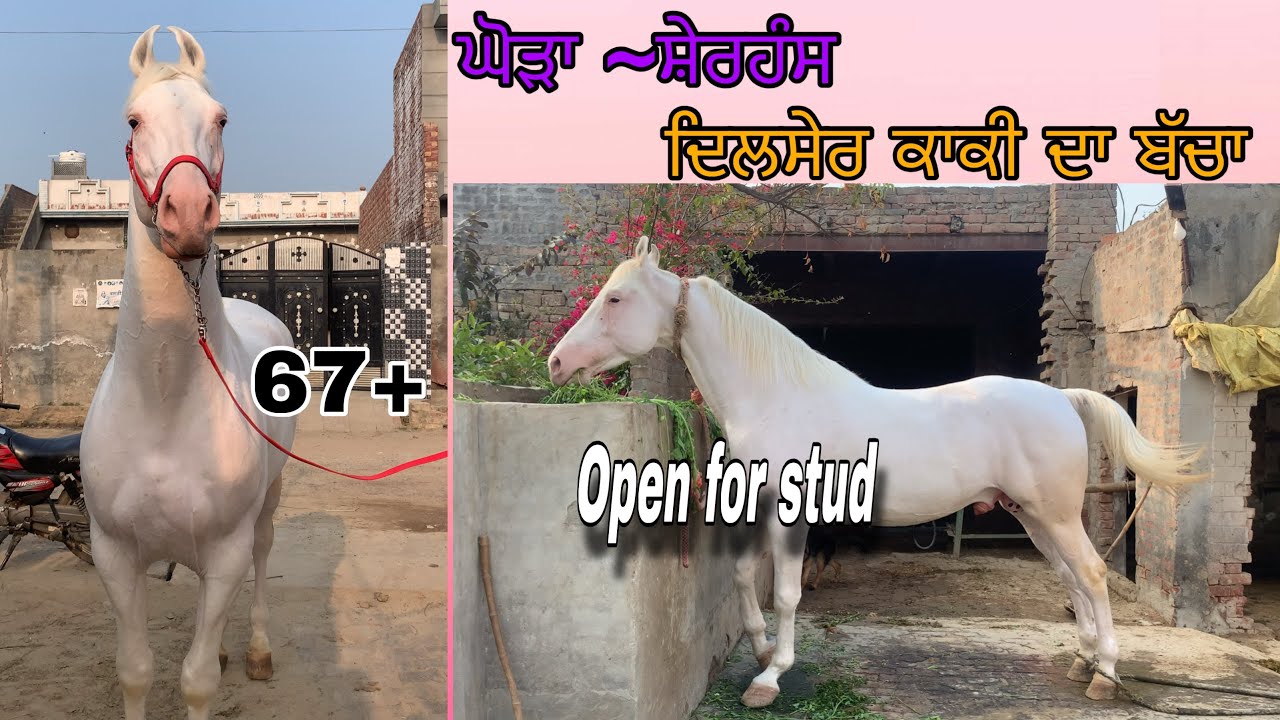 Sherhans sire by dilsherkaaki 67+