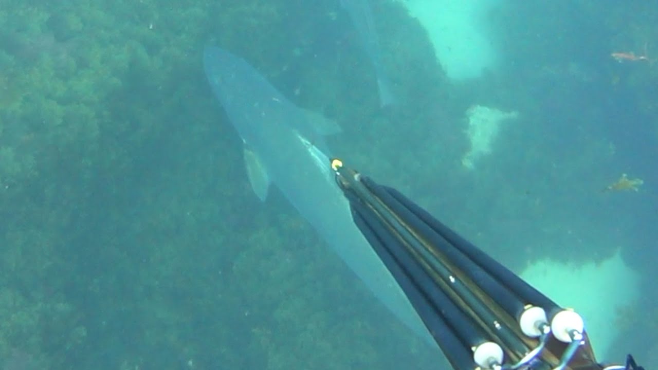 Pesca Submarina en el Estrecho de Gibraltar desde Tierra Unas veces se gana otras veces se aprende