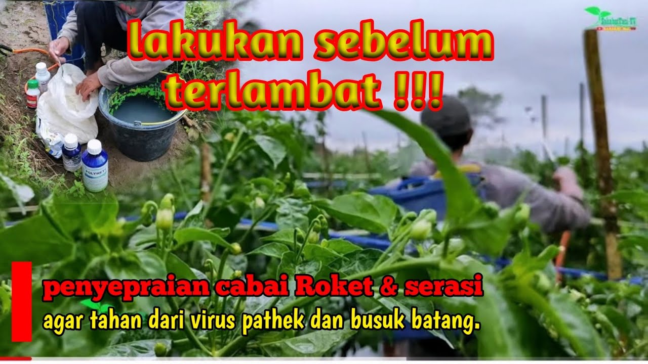 Cara mencegah phatek & busuk batang cabai