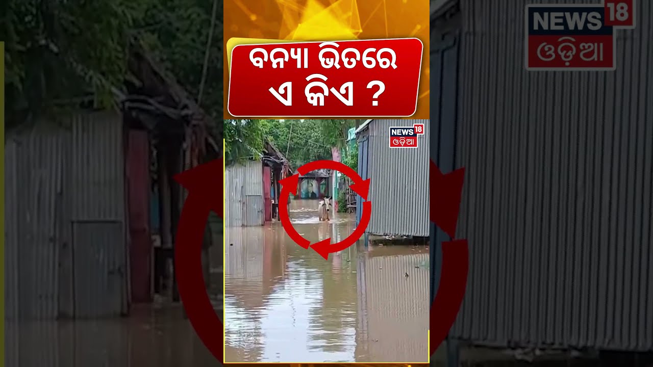 ବନ୍ୟା ଭିତରେ ଏ କିଏ ? Jajpur Flood Crisis | Baitarani River Overflows | Odisha Flood News | Odia News