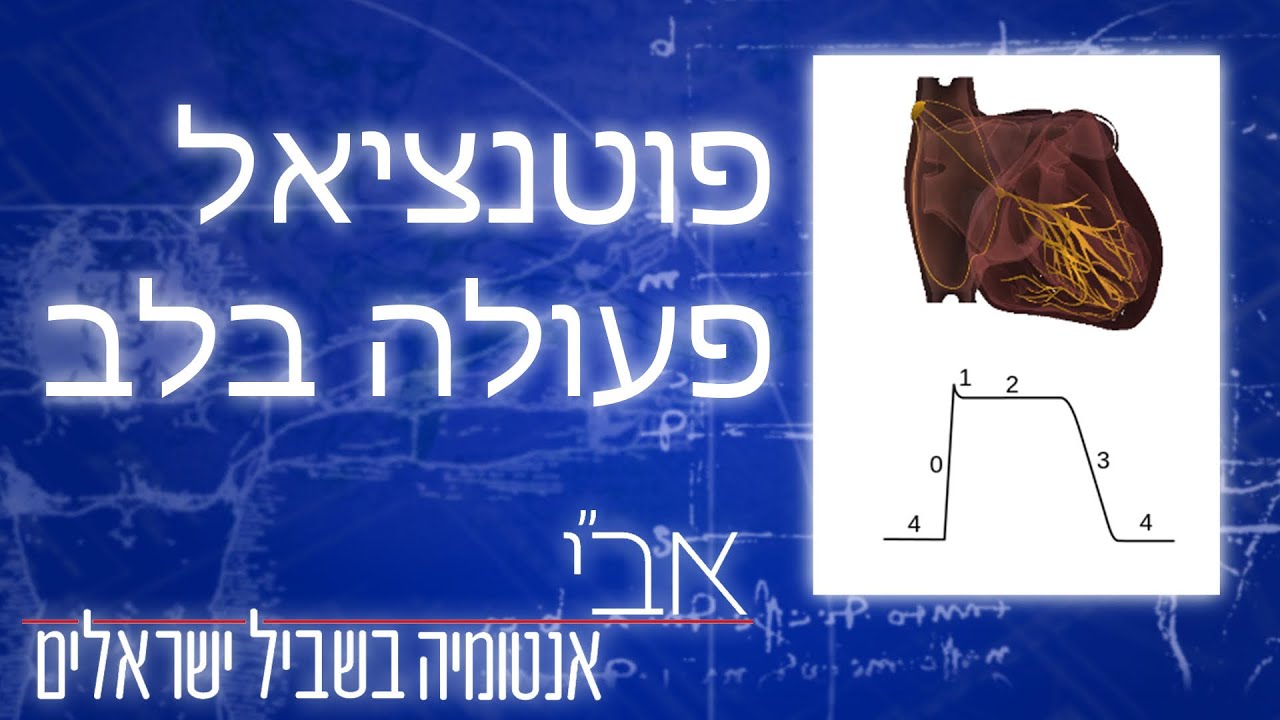 פוטנציאל פעולה בלב