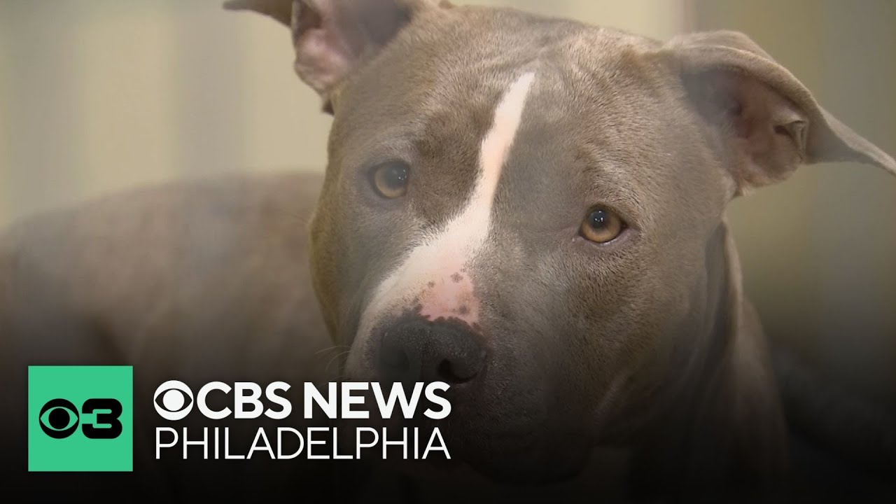 Philadelphia City Council passes 