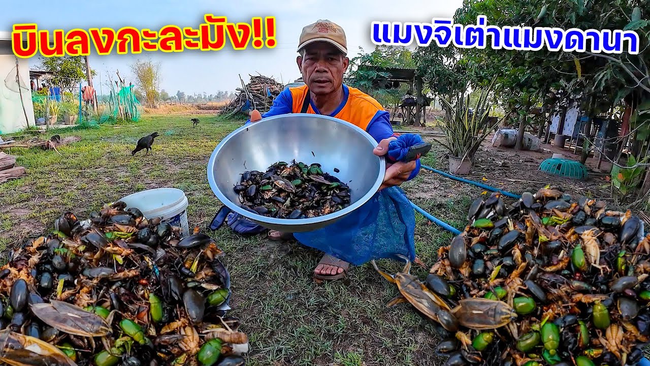 บินลงกะละมัง!! เปิดไฟล่อแมง แมงจิเต่าแมงดานา