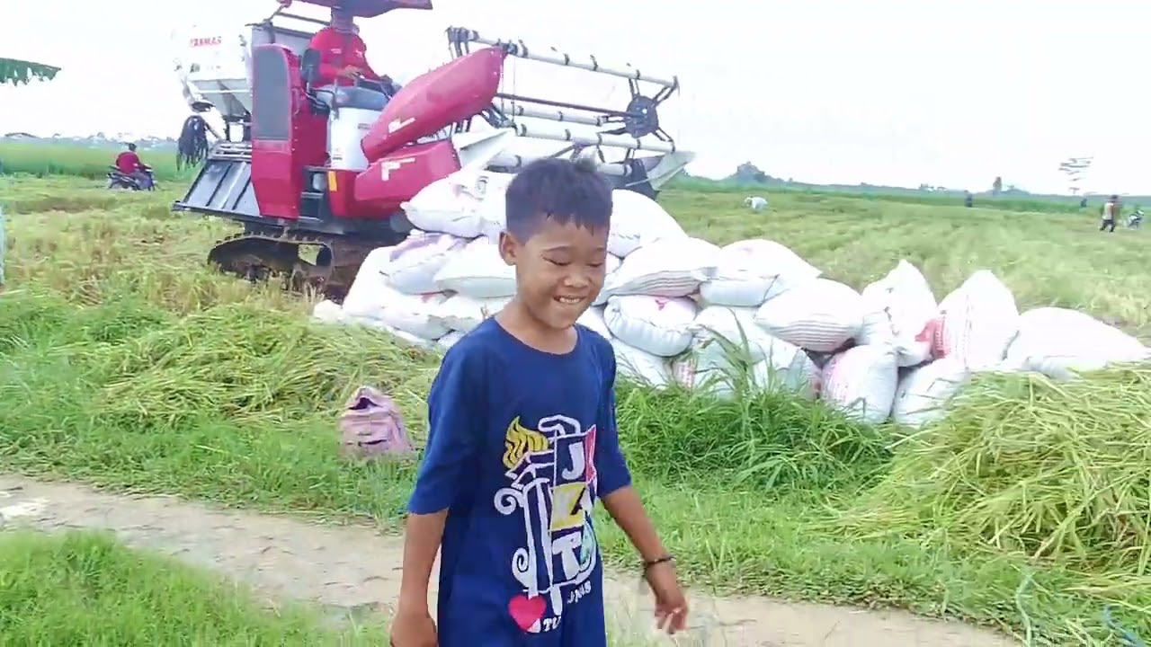 Kang Suroyo panen bolo. 