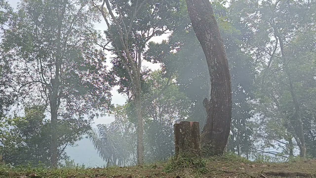 Whispering Forest Mist Blow By The Wind | Calm Nature Atmosphere