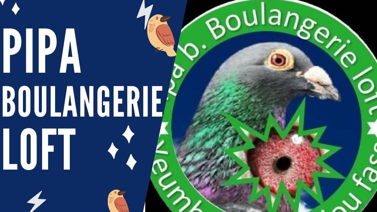 Découvrez pratiquement tous sur les champion de la colombophilie Pipa Boulangerie Loft