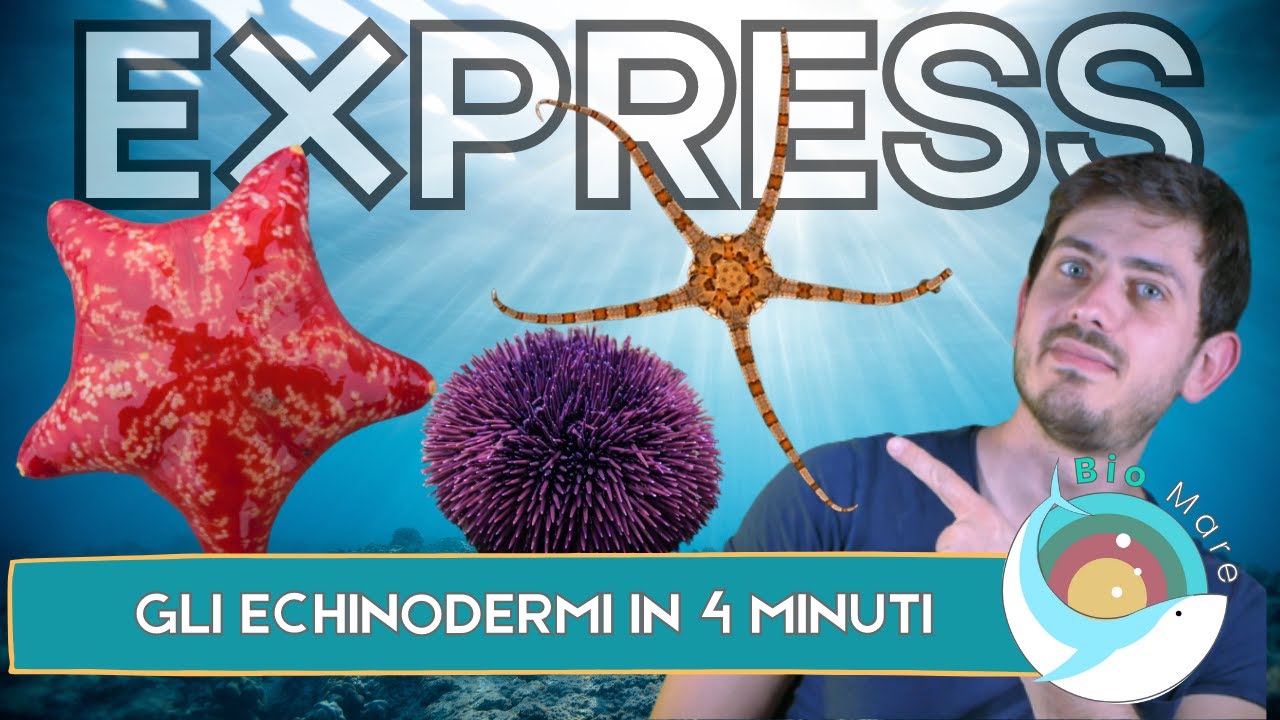 STELLE MARINE, RICCI E CETRIOLI DI MARE: ECHINODERMI IN 4 MINUTI - BIOMARE EXPRESS - SUB H2O