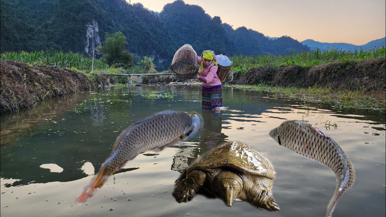Discovered a pond with many fish and giant turtles. Fish catching skills