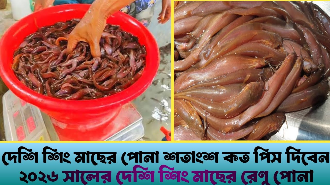 দেশি শিং মাছের পোনা শতাংশ প্রতি কত পিস দিবেন দেশি শিং মাছের পোনা সহজেই কি ভাবে চাষ করে লাভবান হবেন 