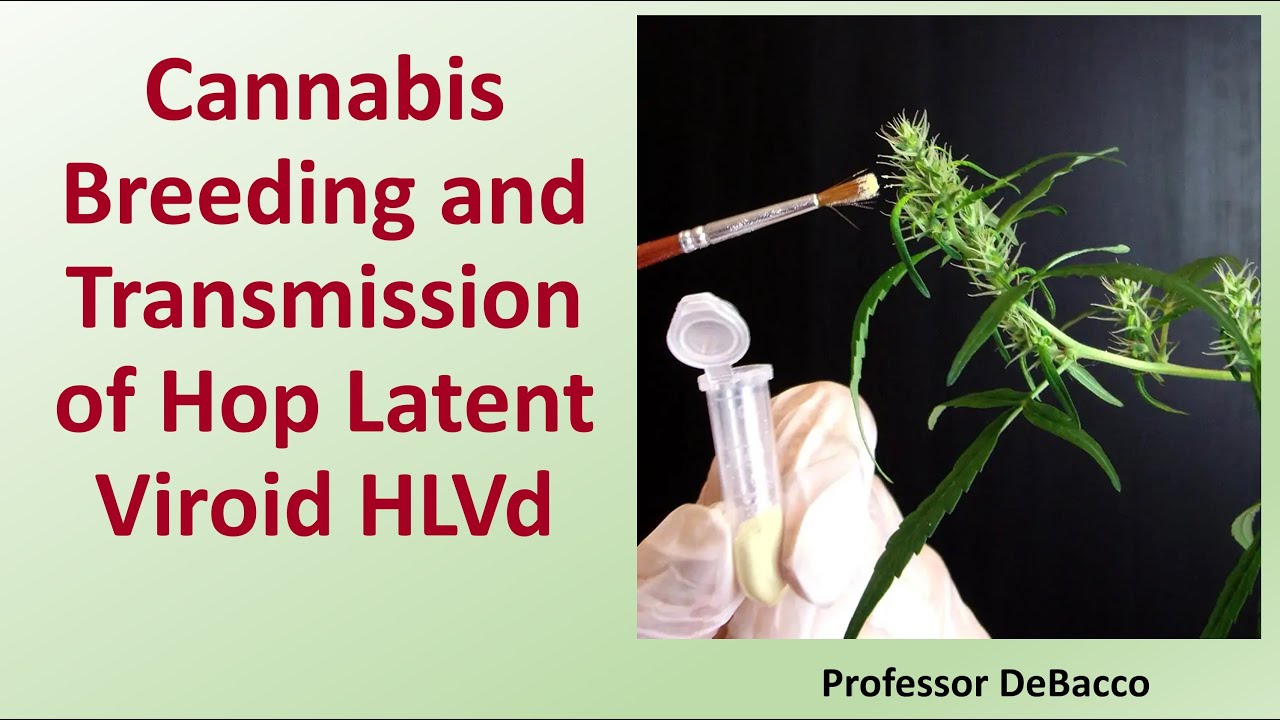 Cannabis Breeding and Transmission of Hop Latent Viroid (HLVd)