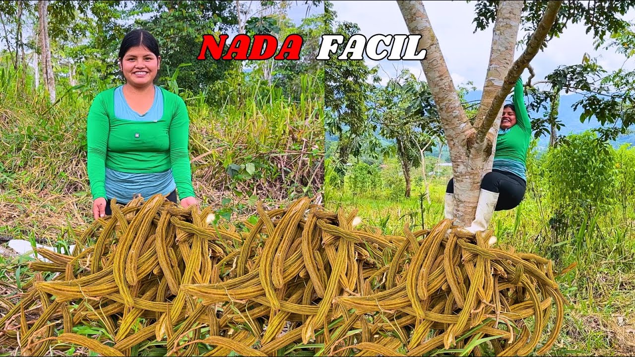 Cosechando unas ricas guabas sogas en mi bella amazonia - NATHALIA