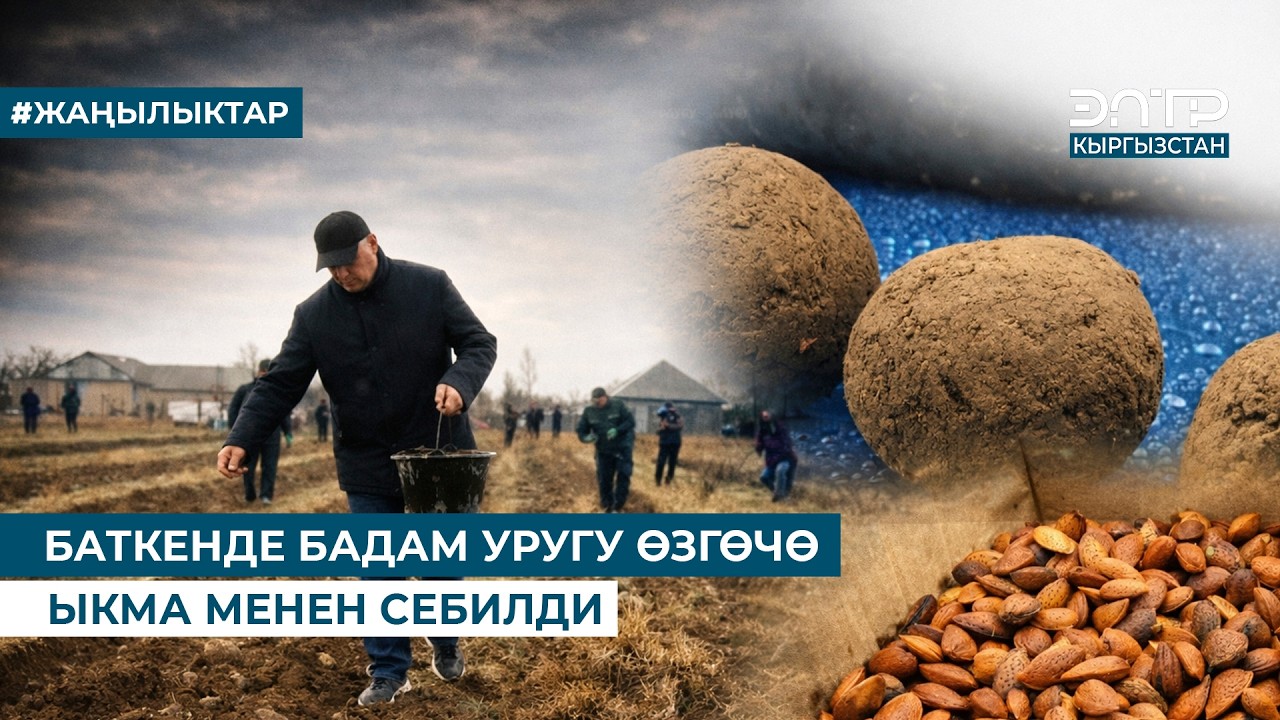 БАТКЕНДЕ БАДАМ УРУГУ ӨЗГӨЧӨ ЫКМА МЕНЕН СЕБИЛДИ