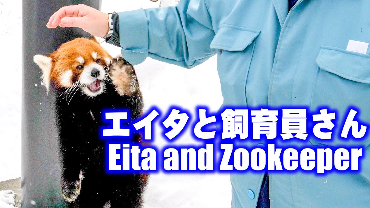【レッサーパンダ】エイタと飼育員さん　December 17 , 2017　Red Panda EITA and Zookeeper at Maruyama Zoo