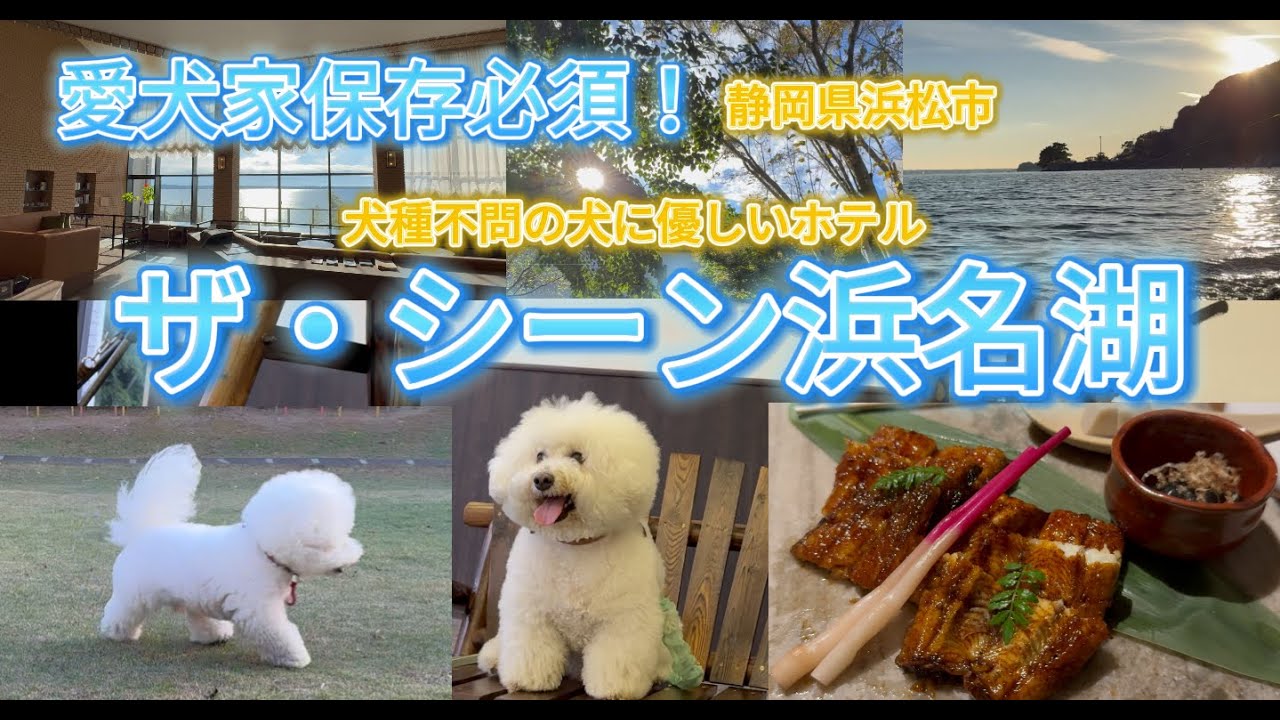 愛犬家保存必須！【犬同伴可ホテル】ザ・シーン浜名湖 #thescenehamanako #sizuoka #hamamatsu #ドッグラン #ビションフリーゼ #bichonfrise #dog