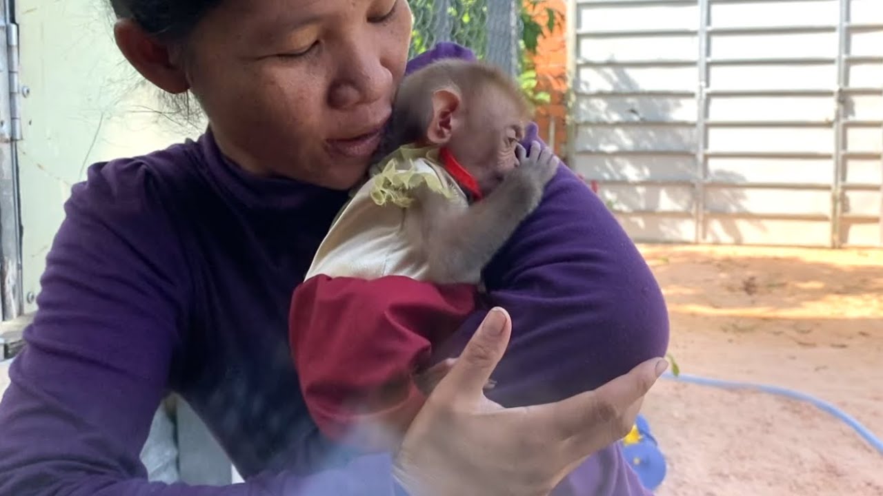 Lovely !! The Cute Baby Monkey LIORA Drank Her Fill Of Milk And Rushed To Hug Her Mom