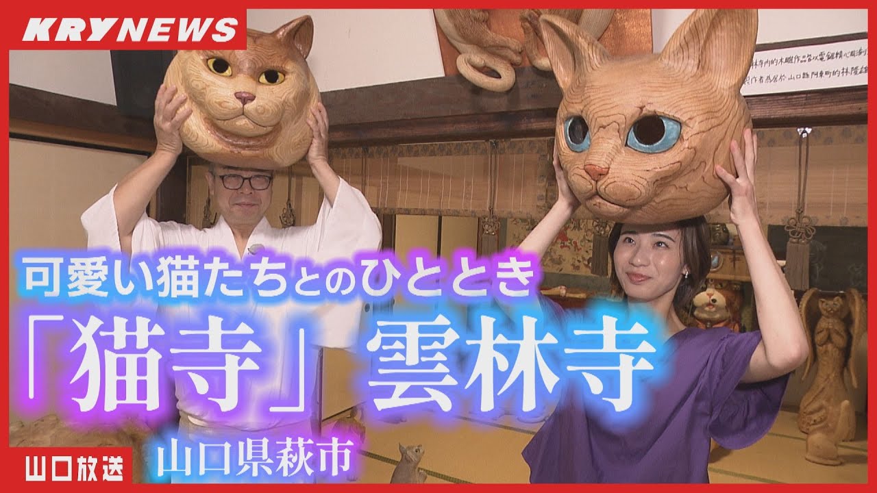 【猫好き必見】「猫寺」雲林寺が再開！可愛い猫たちと癒しの時間を楽しもう・山口県萩市