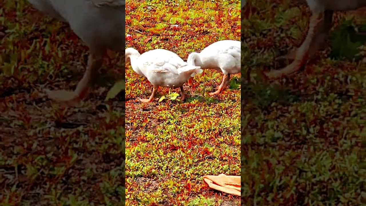 #Islamic  #alquran #surah #duck #new #short #mindrelaxing