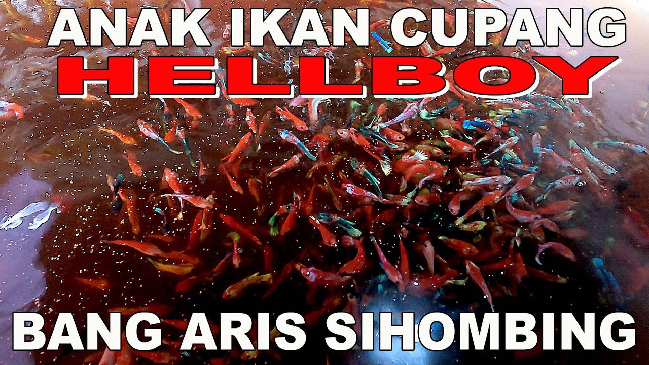 ANAK IKAN CUPANG HELLBOY BANG ARIS SIAP DI JUAL LUBUKAN