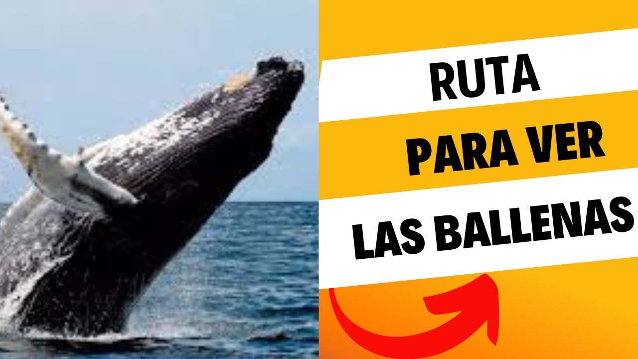 CUANTO CUESTA IR A VER LAS BALLENAS EN BUENAVENTURA