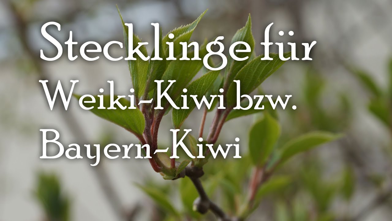 Weiki bzw. Bayern Kiwi als Steckling vermehren.