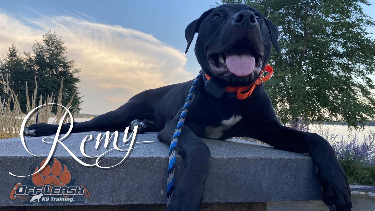 LAB PITBULL MIX 