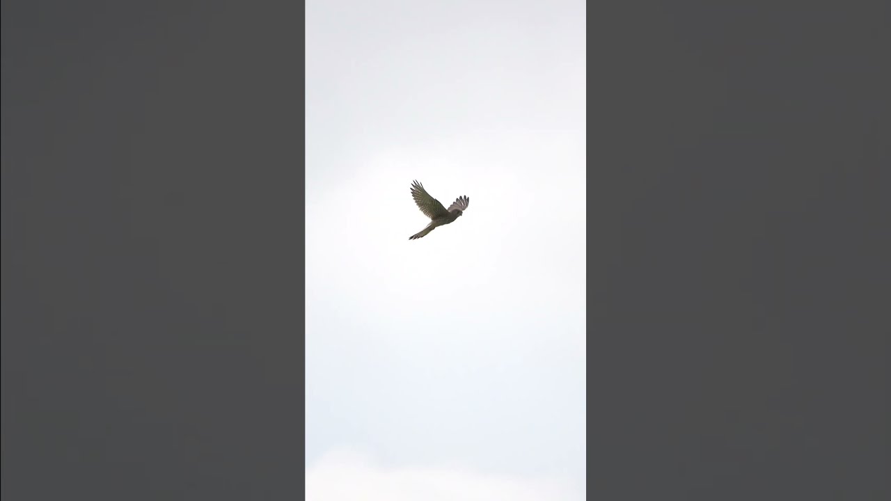 Kestrel in shaking flight - Turmfalke im R&uuml;ttelflug - Falco tinnunculus #birds #wildlife #birdslover