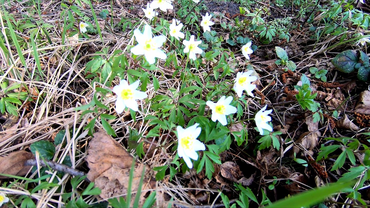 Lipowy most - Rzeka Słoja -Uroczysko Skarbacinka - Puszcza Knyszyńska