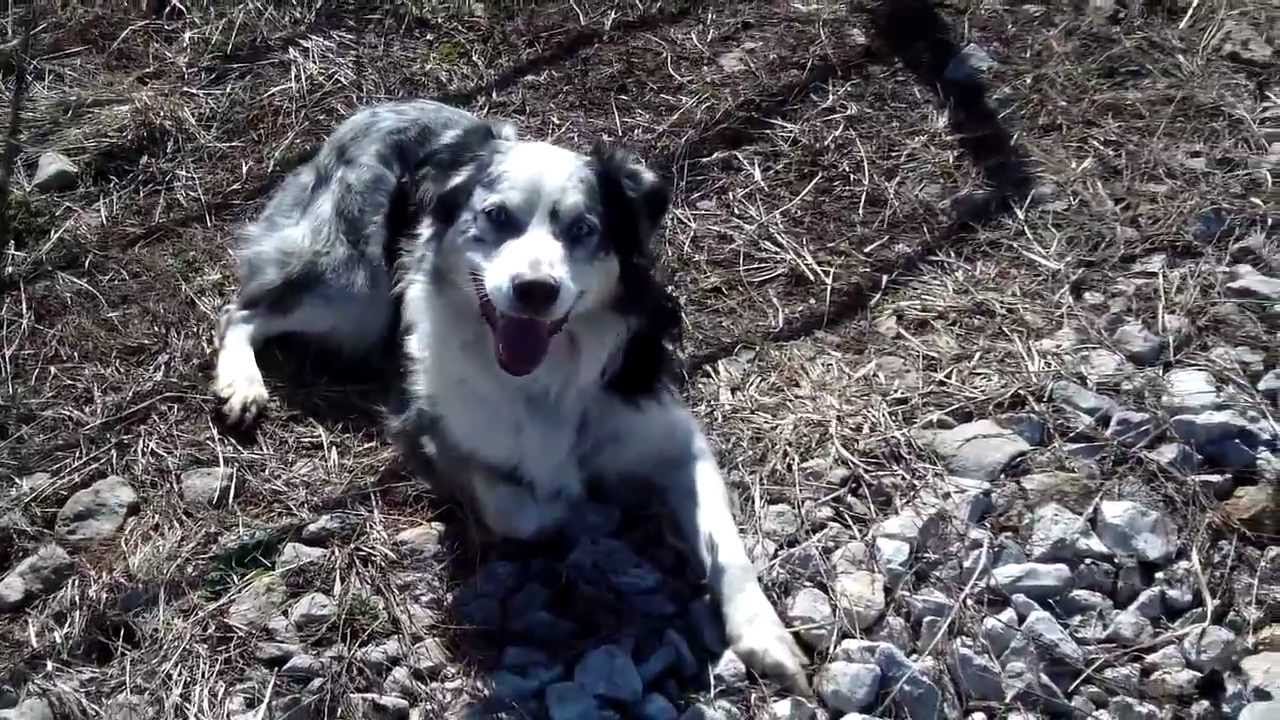 Cattle Dog Working Hereford Cattle