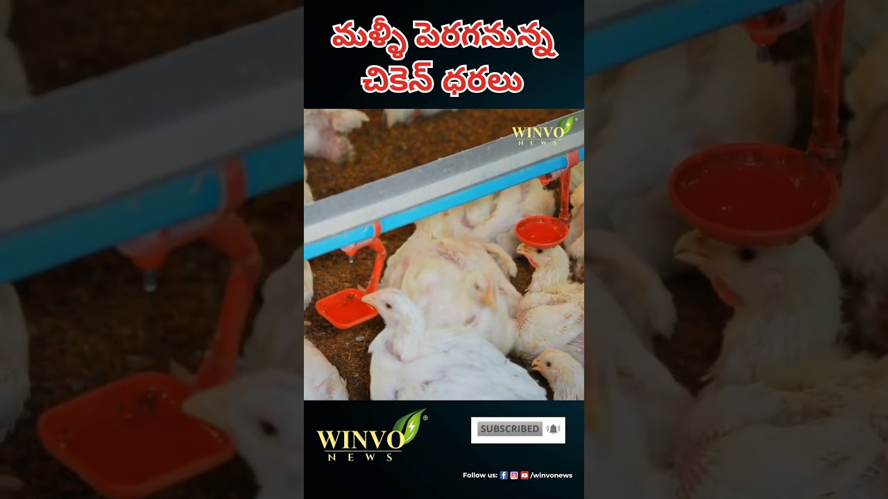 Chicken Prices Set to Rise Again #news #viralvideo #chickenrecipe #youtube #shorts #winvonews #ap