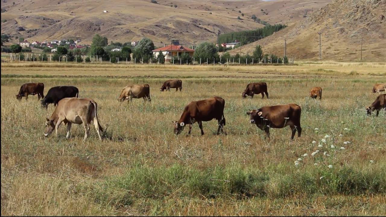 Sivas Zara Eymir Köyü (2016)