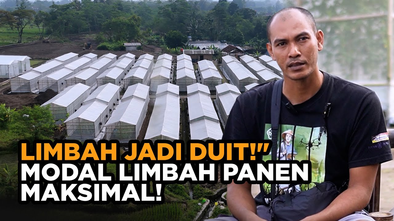 Siapa Sangka Limbah Ini Jadi Pupuk Super! Greenhouse Puluhan Unit Panen Melimpah!