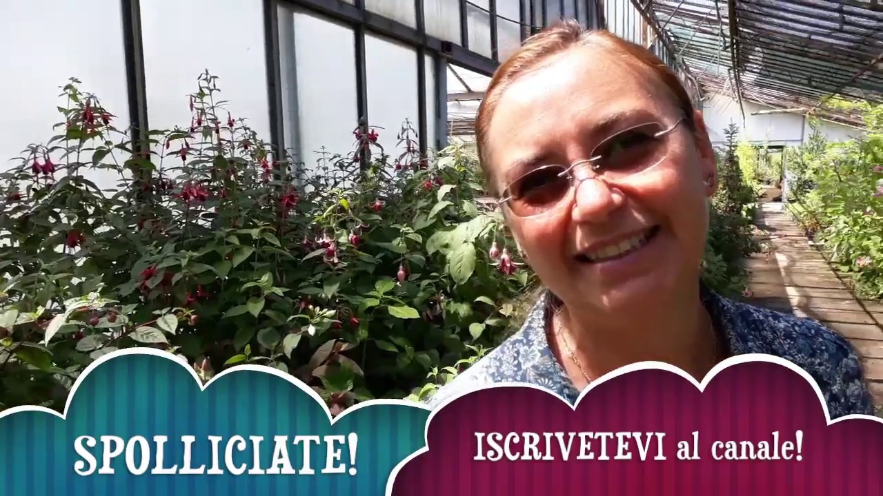 Fucsia? No Grazie! Ecco perch&egrave; molti non la vogliono pi&ugrave;!