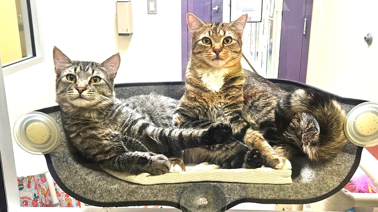Paws For Pets | Kona & TJ