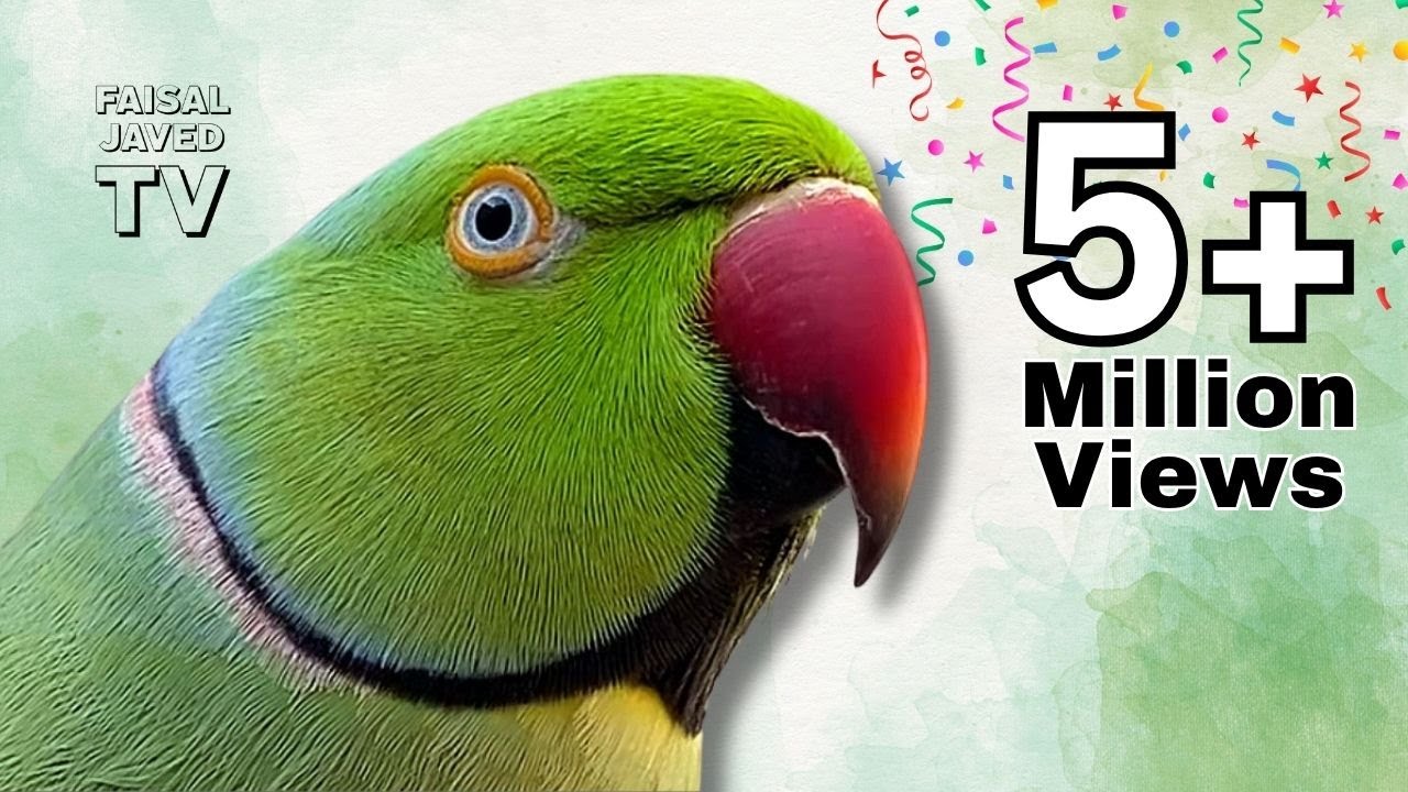 Talking Parrot Saying Allah Hoo and Many more words