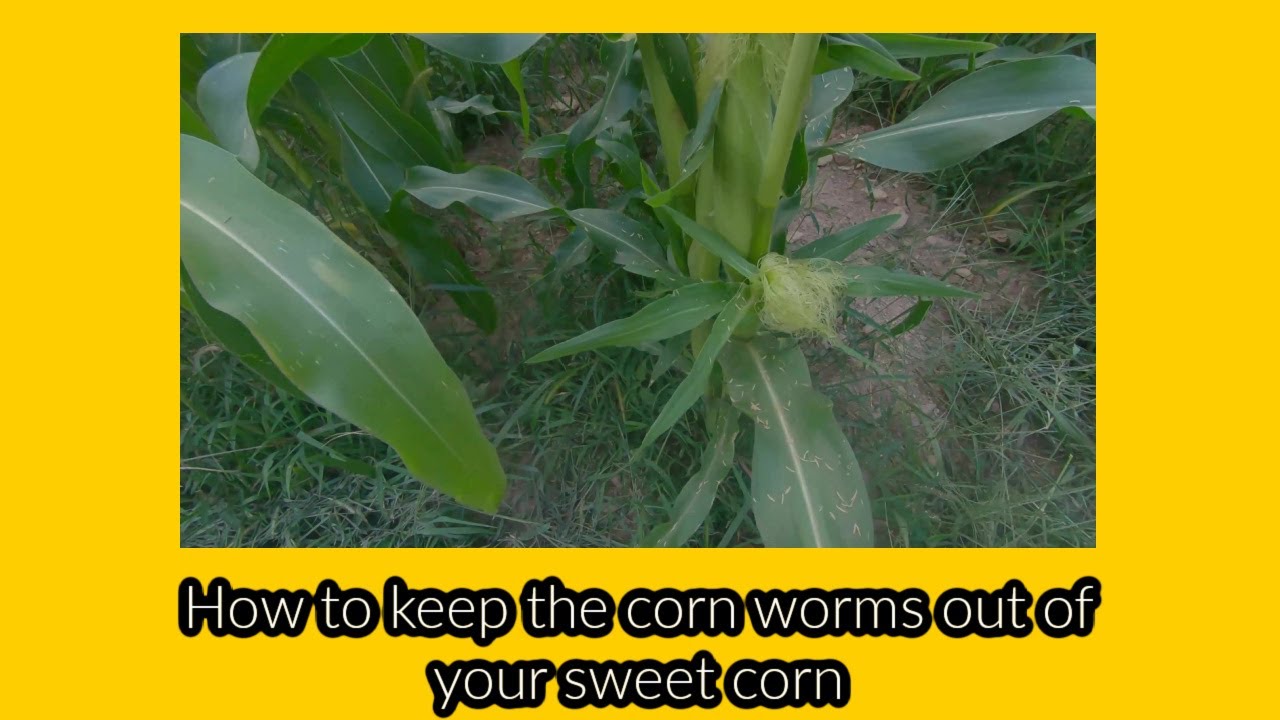 How to keep the corn worms out of your sweet corn