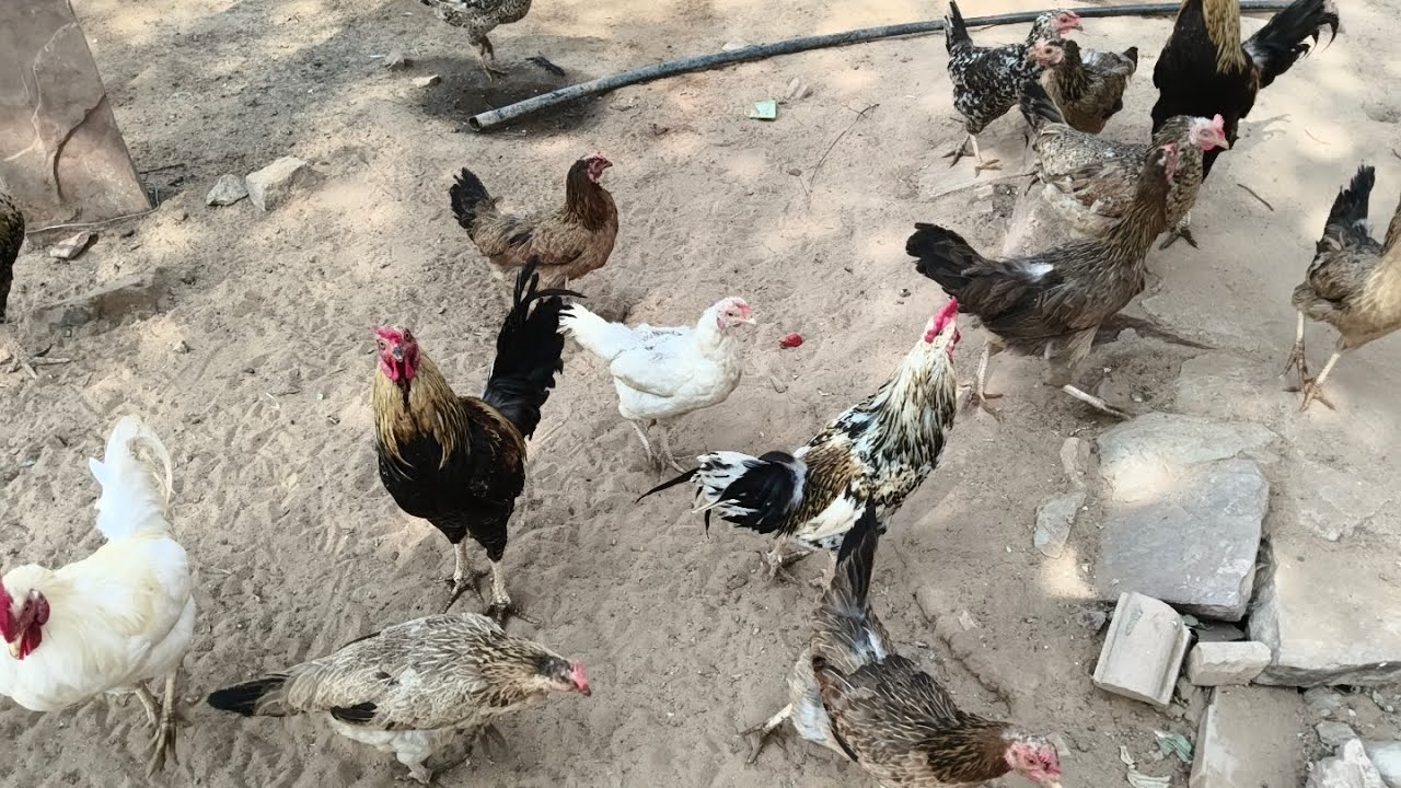 हम न्यू मुर्गियां लेकर आ रहे हैं ♥️🐔