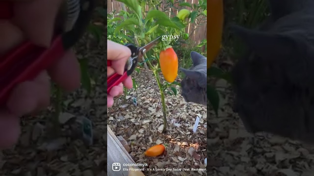 Harvest Peppers & Tomatoes with Me & My Helper 🐱 | #zone9garden #vegetablegarden
