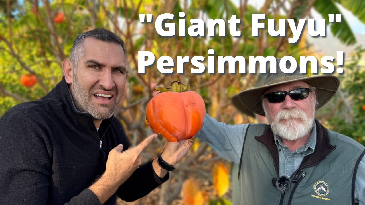 Giant Fuyu Persimmon Tree Tips Revealed!—Pruning, Ripening & Harvesting w/ Tom Spellman