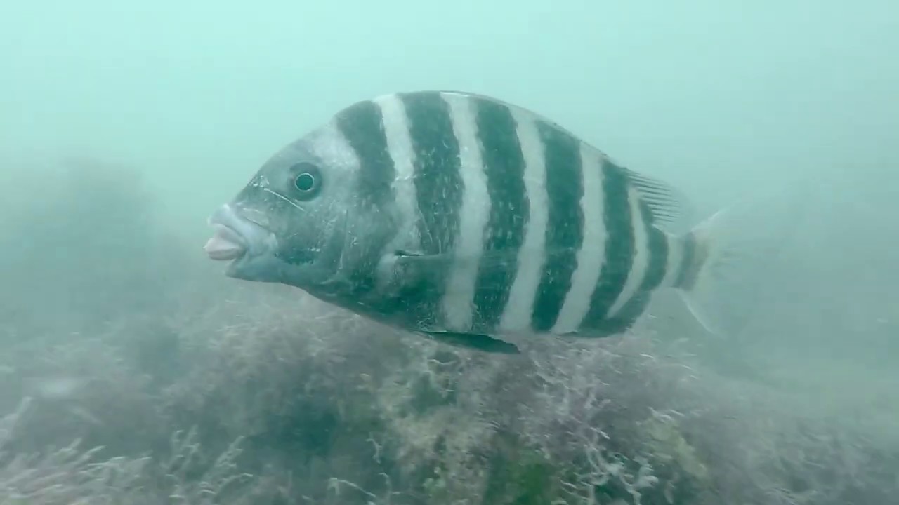 Friendly Sheepshead Feeding On Clam