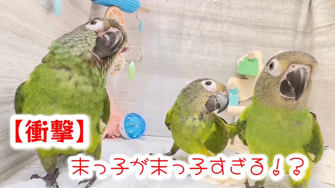 【こんぱまるTV】埼玉店　♯26　末っ子が末っ子すぎる件について。