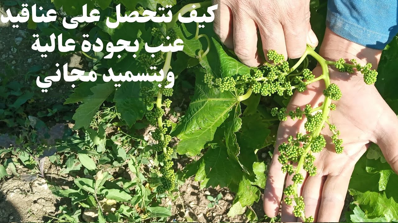 أحسن طريقة لتسميد حقل العنب مجانا والحصول على عناقيد عنب ذات جودة عالية