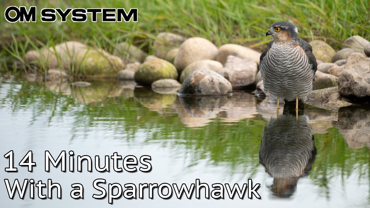 Photographing and Filming a Sparrowhawk with OM-1 Mark II and OM System 150-400mm