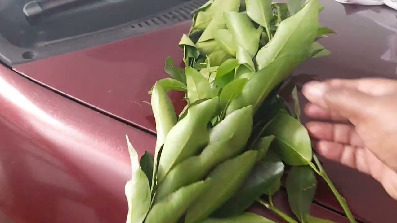 Comprei umas muda 🌱de frutíferas no mercado livre olha só pra isso 👀