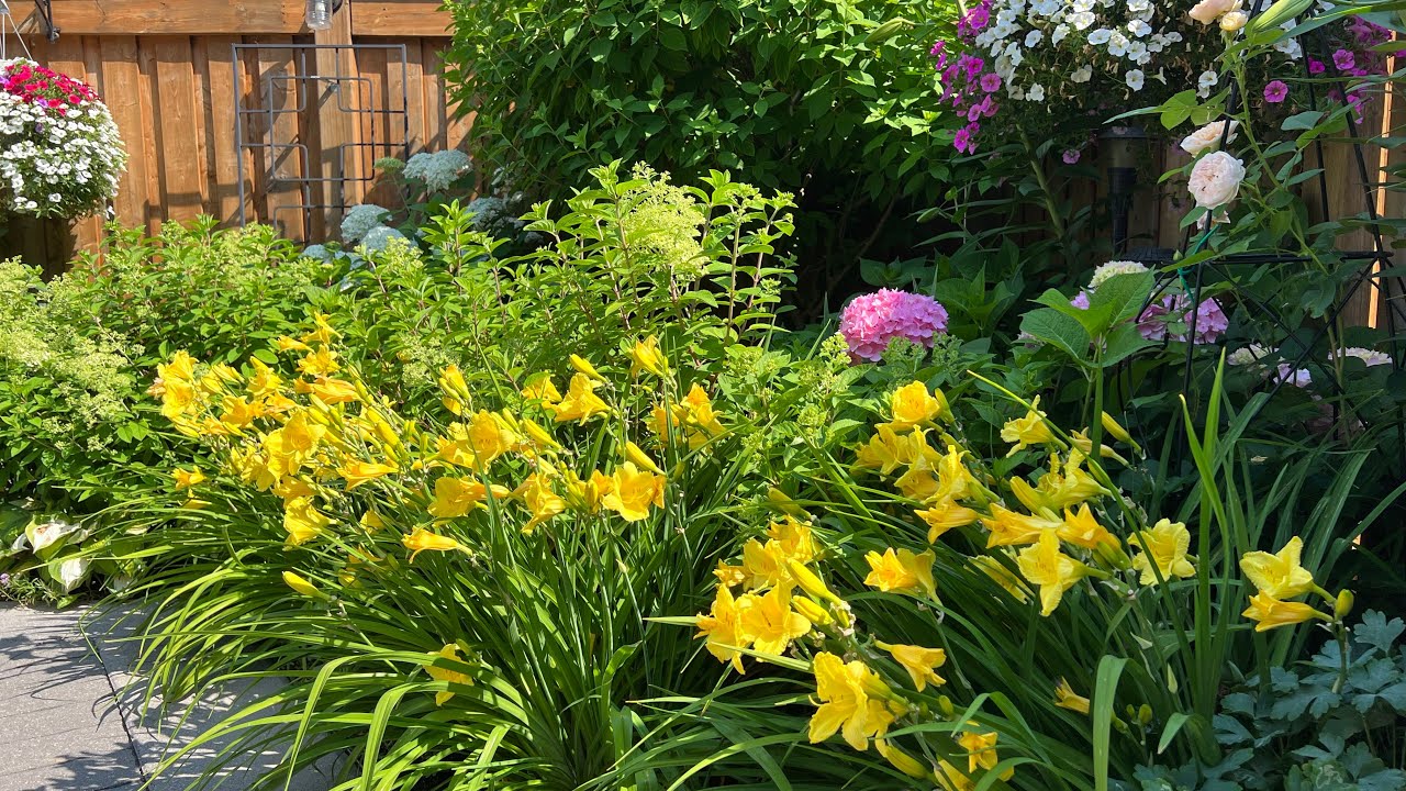 How to Deadhead & Prune Reblooming Daylilies - July 2023